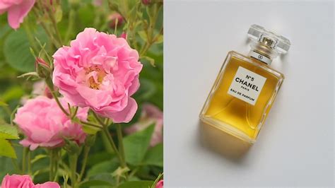 chanel no 5 dfs|chanel no 5 ingredients.